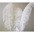 White feather for hire